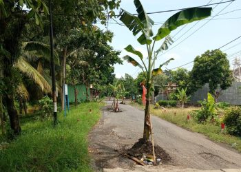 Tak Kunjung Diperbaiki Pemkab Banyuwangi, Jalan Rusak di Tanami Pohon Pisang.