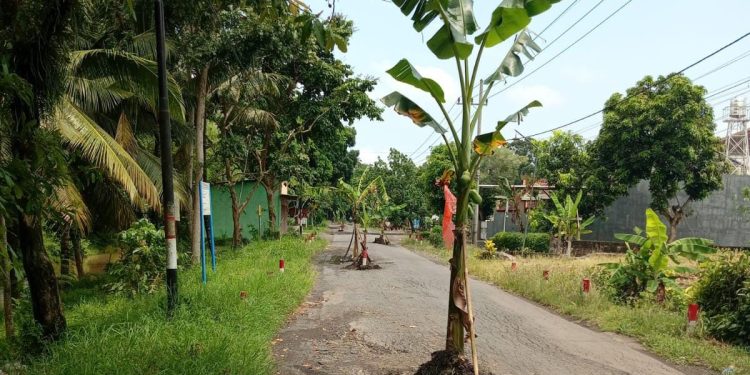 Tak Kunjung Diperbaiki Pemkab Banyuwangi, Jalan Rusak di Tanami Pohon Pisang.