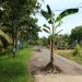 Tak Kunjung Diperbaiki Pemkab Banyuwangi, Jalan Rusak di Tanami Pohon Pisang.