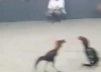 Diduga Kurangnya Pengawasan Dari APH Setempat, Perjudian Sabung Ayam di Rejotangan, Tulungagung Buka Kembali