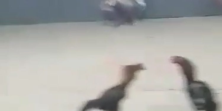 Diduga Kurangnya Pengawasan Dari APH Setempat, Perjudian Sabung Ayam di Rejotangan, Tulungagung Buka Kembali