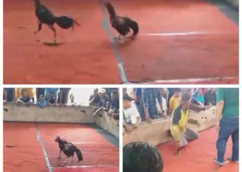Warga Bertanya Kemana APH..? Sabung Ayam di Kec. Soko, Mojokerto Bebas Beroprasi