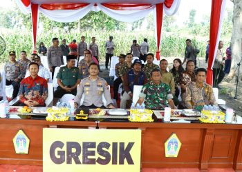 Dukung Swasembada Pangan 2025, Kapolres Gresik Penen Raya Jagung di Panceng