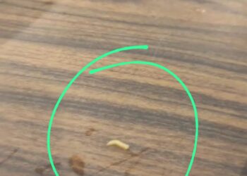 Sajian Makanan Dengan Belatung: Pemilik Rumah Makan Terancam Penjara 5 Tahun