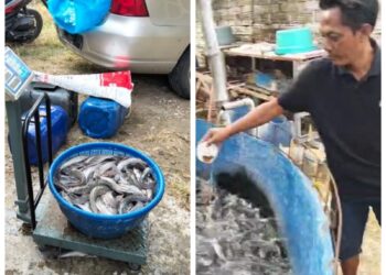 Budi Daya Lele PT Den Bagus Perkasa: Dari Kolam Terpal Menuju Kemandirian Pangan