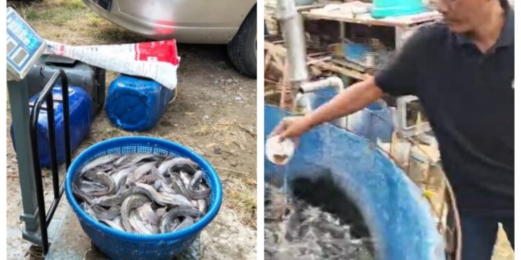 Budi Daya Lele PT Den Bagus Perkasa: Dari Kolam Terpal Menuju Kemandirian Pangan