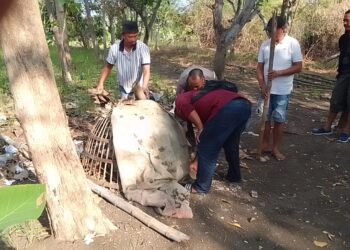 Resahkan Warga, Arena Sabung Ayam di Menganti di Gerebek Polisi: Pelaku Kabur, Barang Bukti di Sita