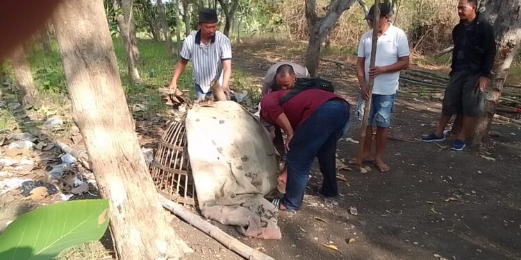 Resahkan Warga, Arena Sabung Ayam di Menganti di Gerebek Polisi: Pelaku Kabur, Barang Bukti di Sita